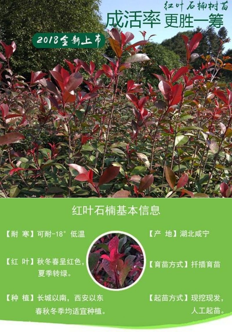 红叶石楠2cm以下4cm以下0.5米以下