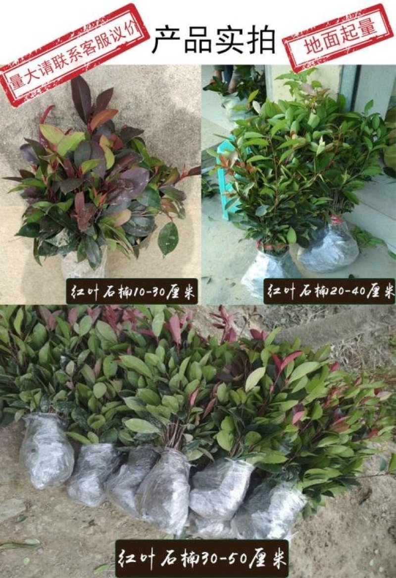 红叶石楠2cm以下4cm以下0.5米以下