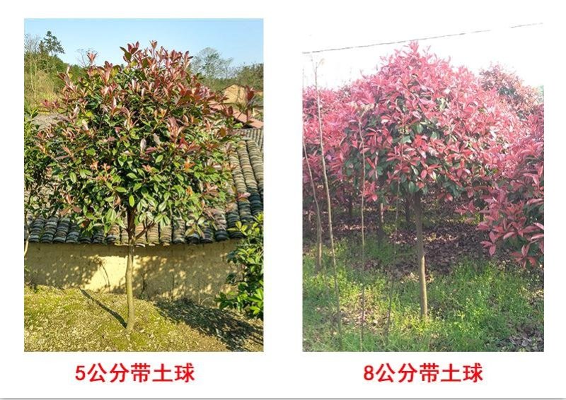 红叶石楠2cm以下4cm以下0.5米以下