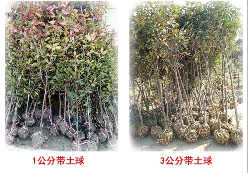 红叶石楠2cm以下4cm以下0.5米以下