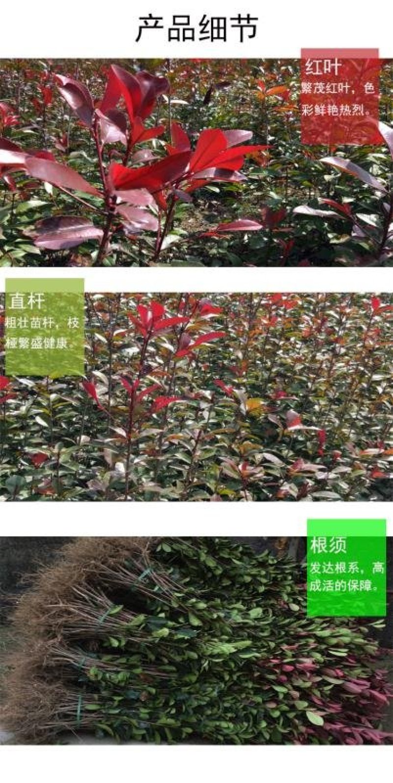 红叶石楠2cm以下4cm以下0.5米以下