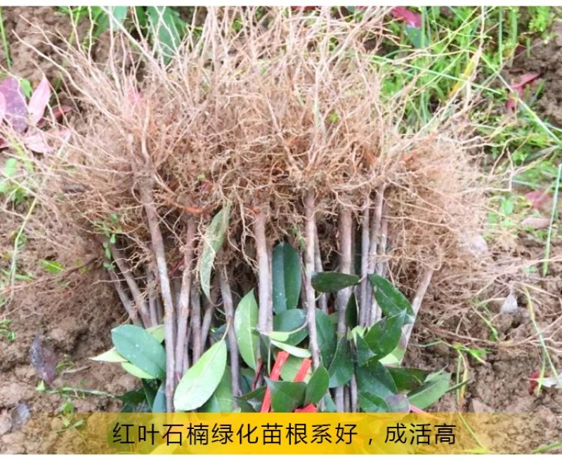 红叶石楠2cm以下4cm以下0.5米以下