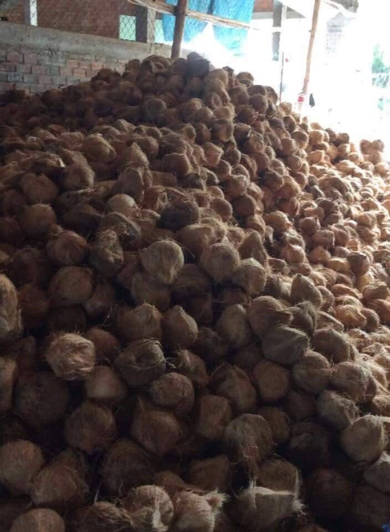 越南老椰，椰青