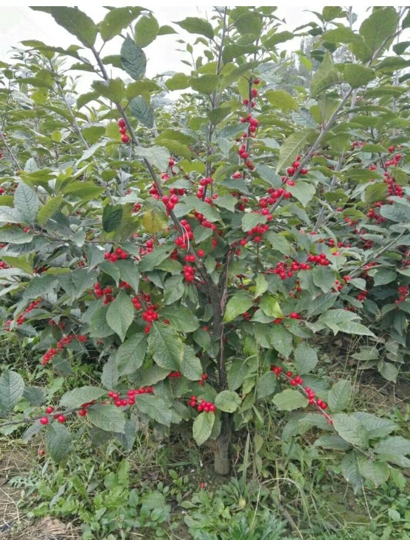 宿迁沭阳北美冬青，红果冬青，红豆，品质保证