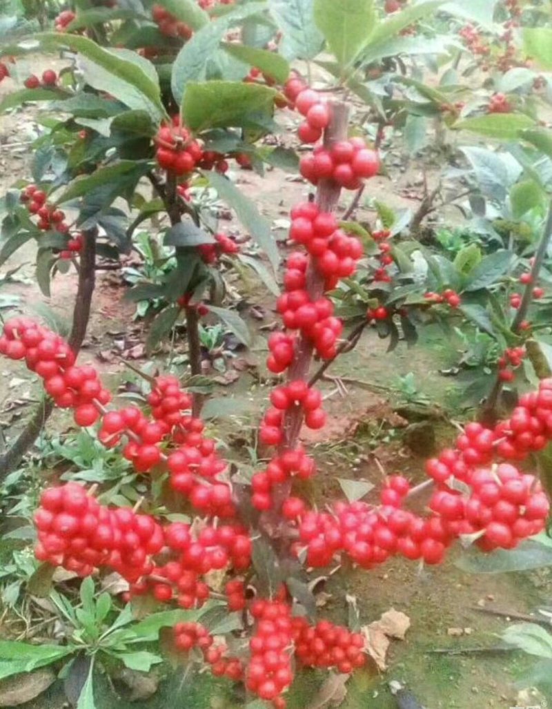 宿迁沭阳北美冬青，红果冬青，红豆，品质保证