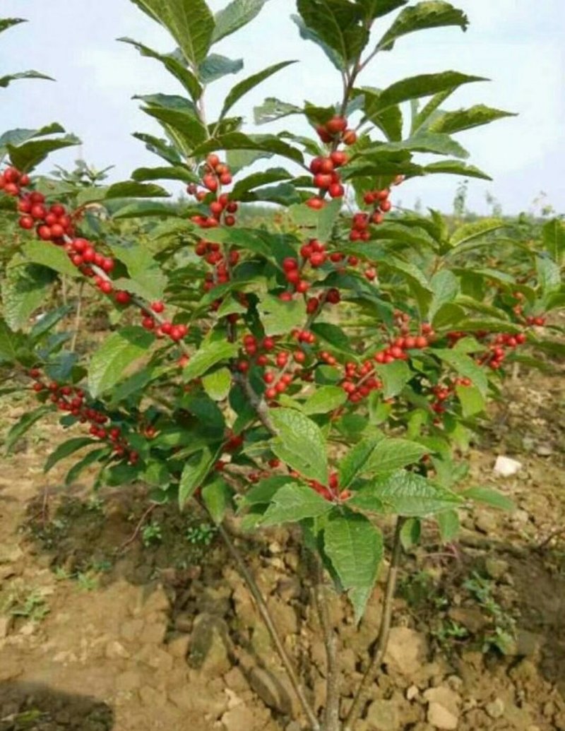 宿迁沭阳北美冬青，红果冬青，红豆，品质保证