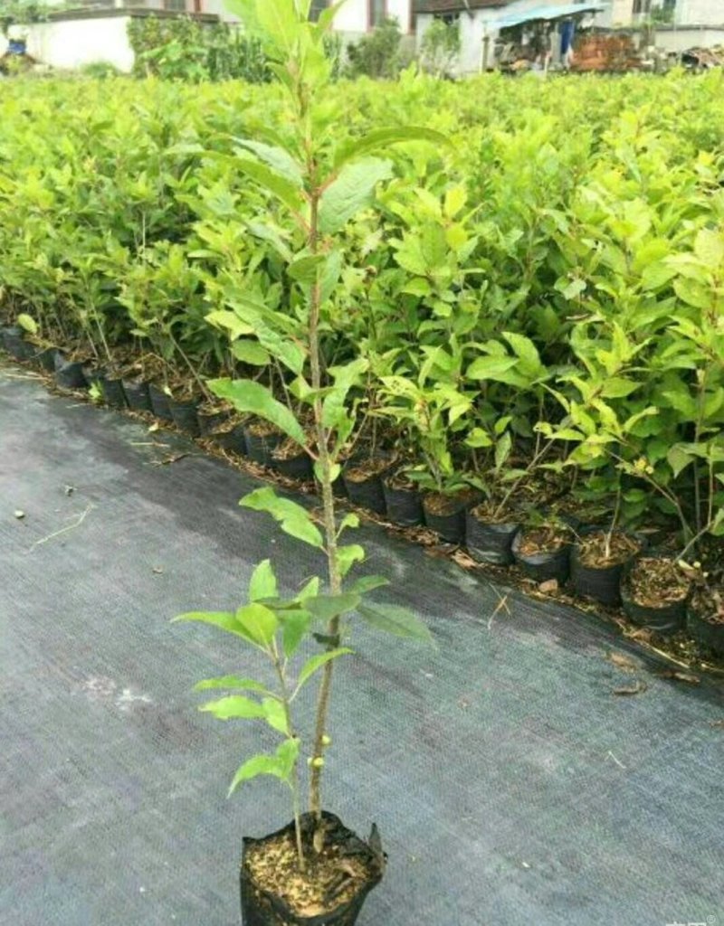 宿迁沭阳北美冬青，红果冬青，红豆，品质保证