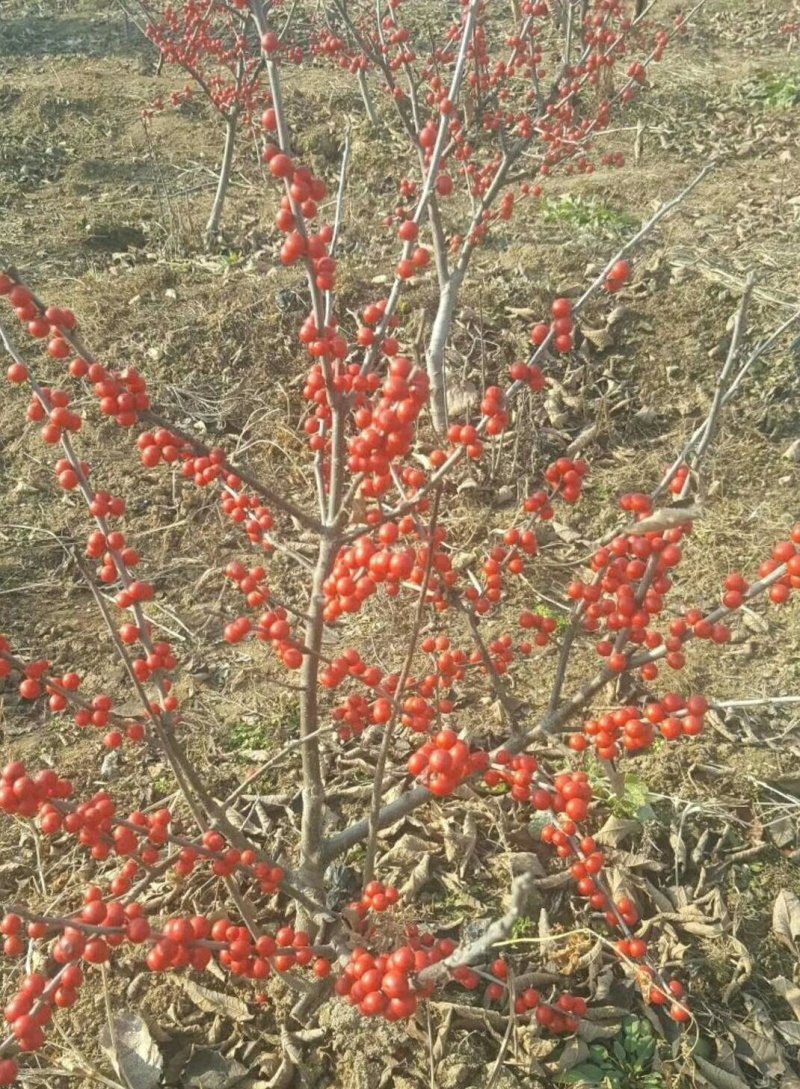 宿迁沭阳北美冬青，红果冬青，红豆，品质保证