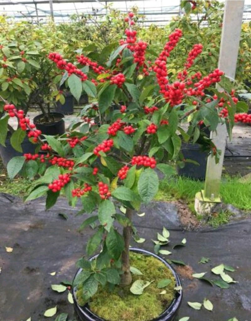 宿迁沭阳北美冬青，红果冬青，红豆，品质保证