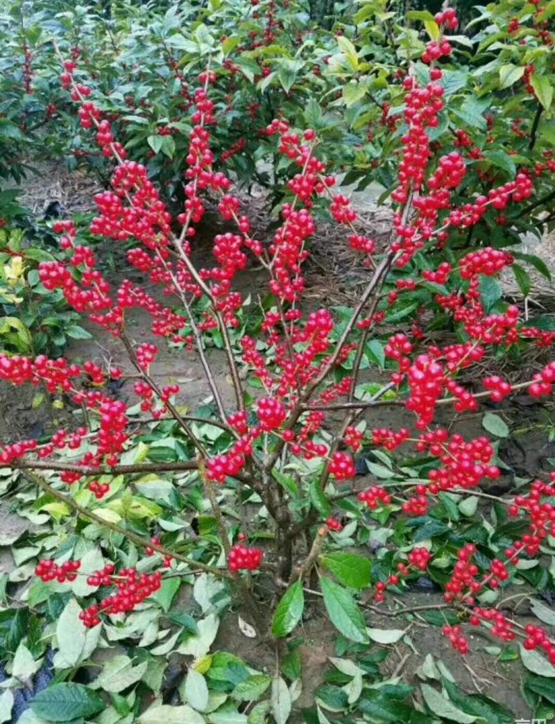 宿迁沭阳北美冬青，红果冬青，红豆，品质保证