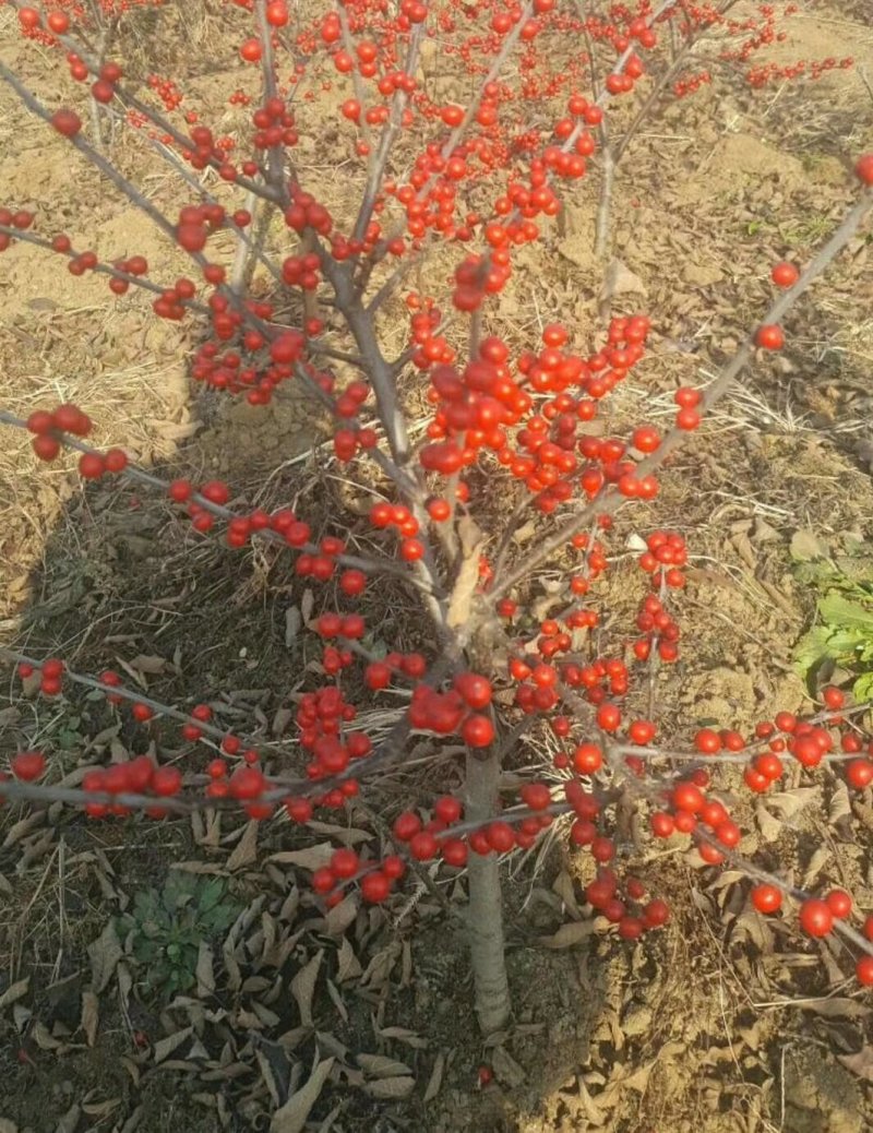 宿迁沭阳北美冬青，红果冬青，红豆，品质保证