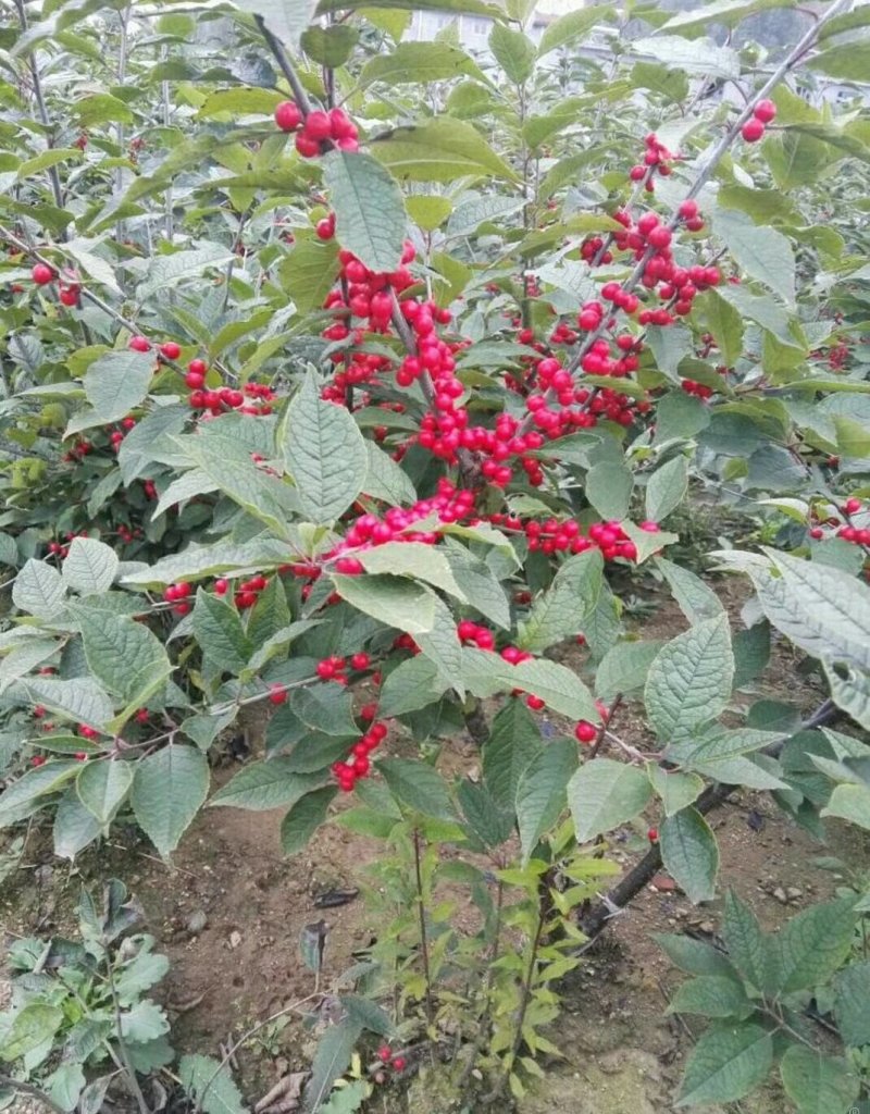 宿迁沭阳北美冬青，红果冬青，红豆，品质保证