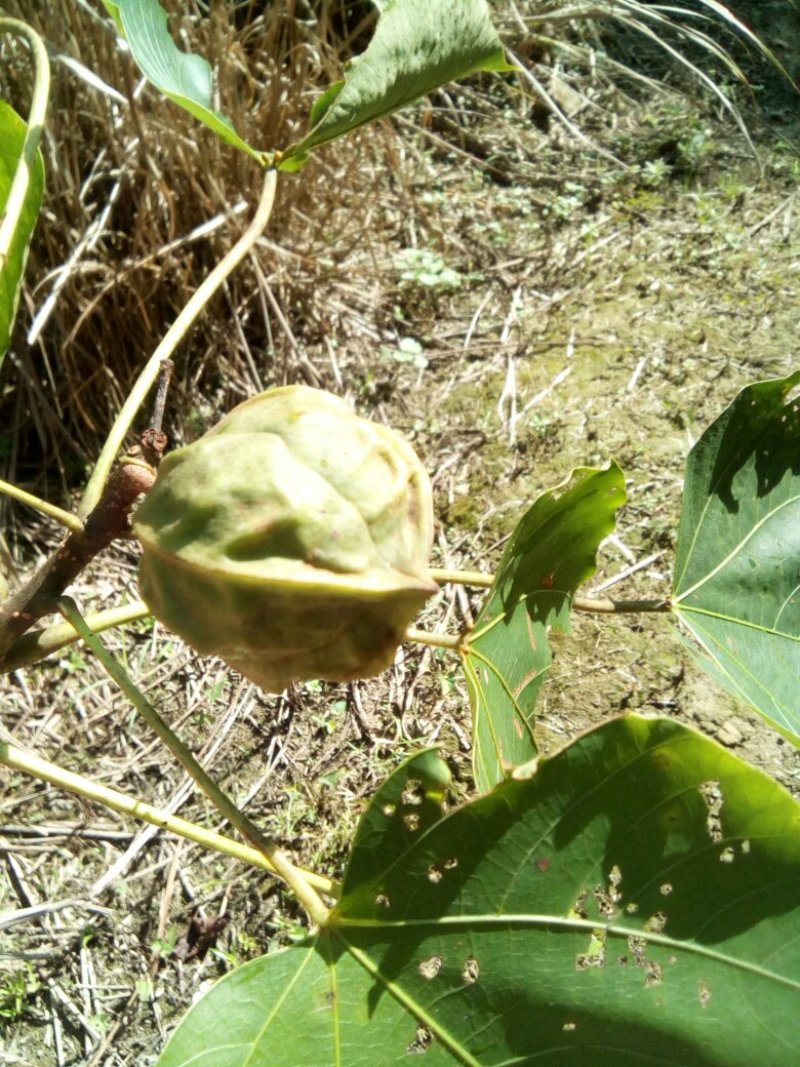 油桐籽