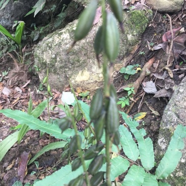 毛慈姑果夹，毛慈姑种子，