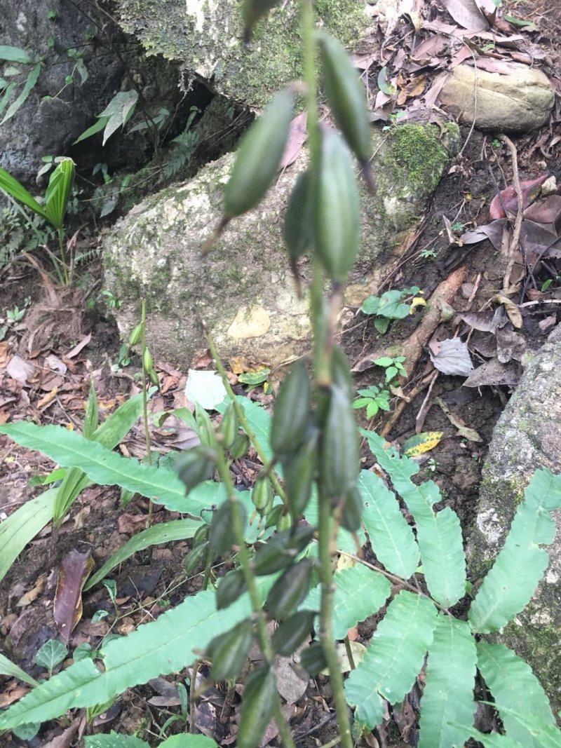 毛慈姑果夹，毛慈姑种子，
