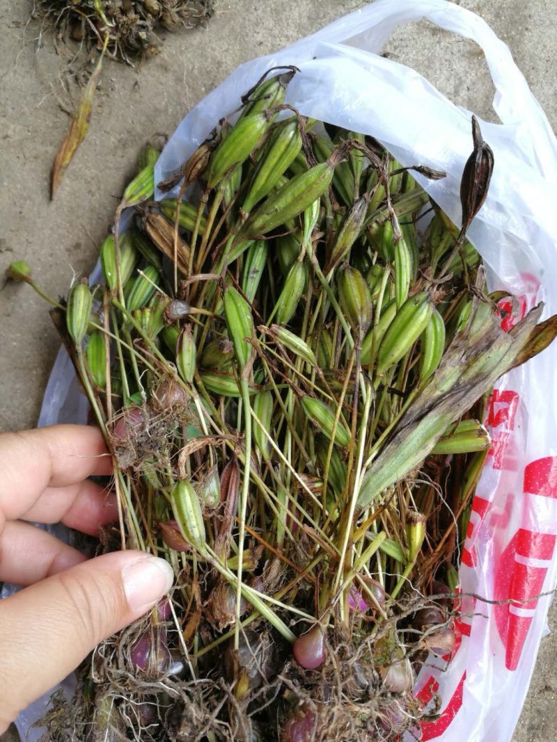 冰球子果夹，独蒜兰果夹