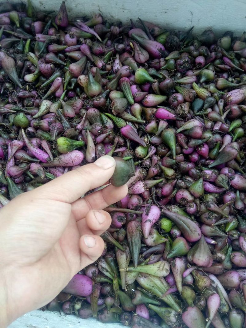 冰球子果夹，独蒜兰果夹