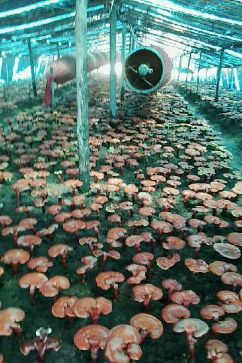 长白山灵芝孢子粉