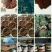 长白山灵芝孢子粉