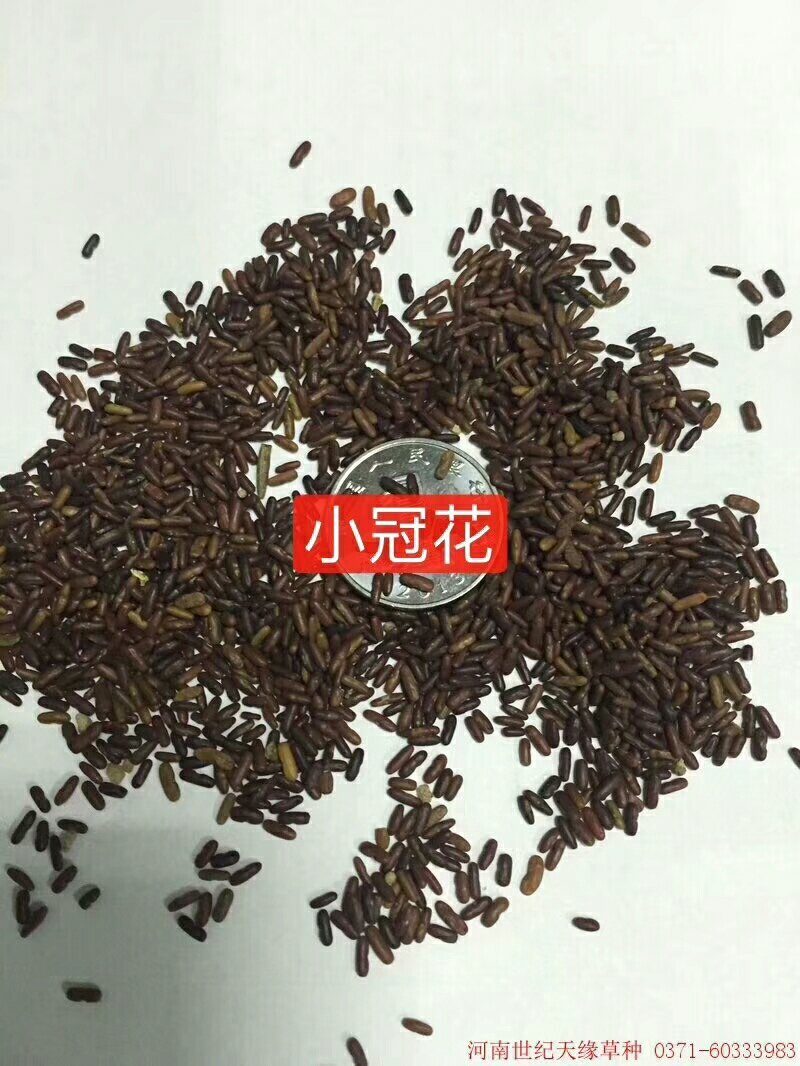 公路边草花组合种子价格