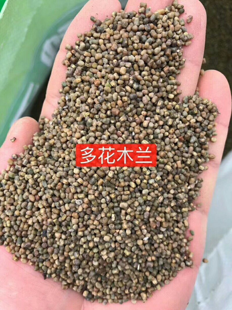 公路边草花组合种子价格