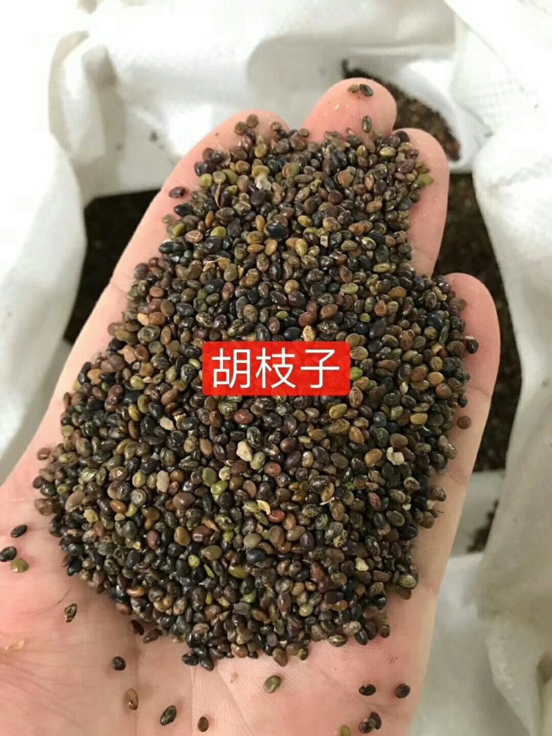 公路边草花组合种子价格