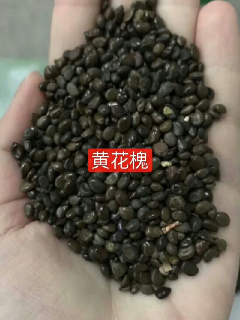 公路边草花组合种子价格
