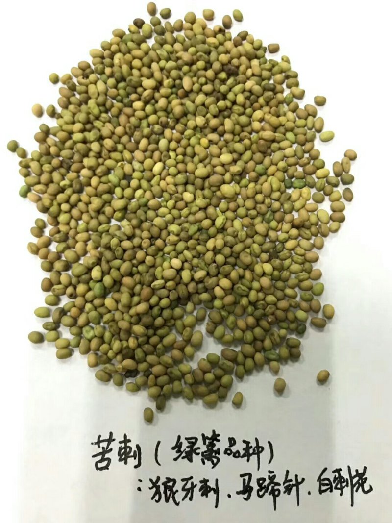 公路边草花组合种子价格