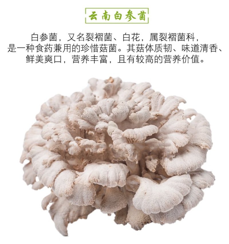 云南特产白参菌雪莲菌鸡毛菌干货灰树花白参菌500克