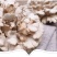 云南特产白参菌雪莲菌鸡毛菌干货灰树花白参菌500克