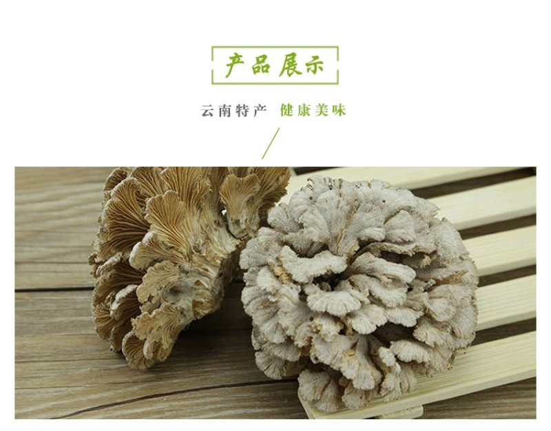 云南特产白参菌雪莲菌鸡毛菌干货灰树花白参菌500克