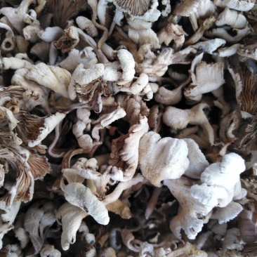 云南特产白参菌雪莲菌鸡毛菌干货灰树花白参菌500克