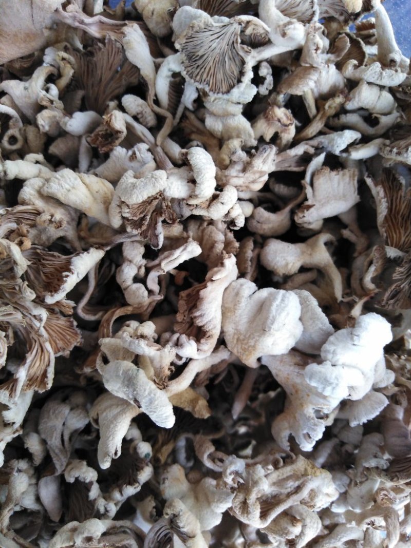 云南特产白参菌雪莲菌鸡毛菌干货灰树花白参菌500克