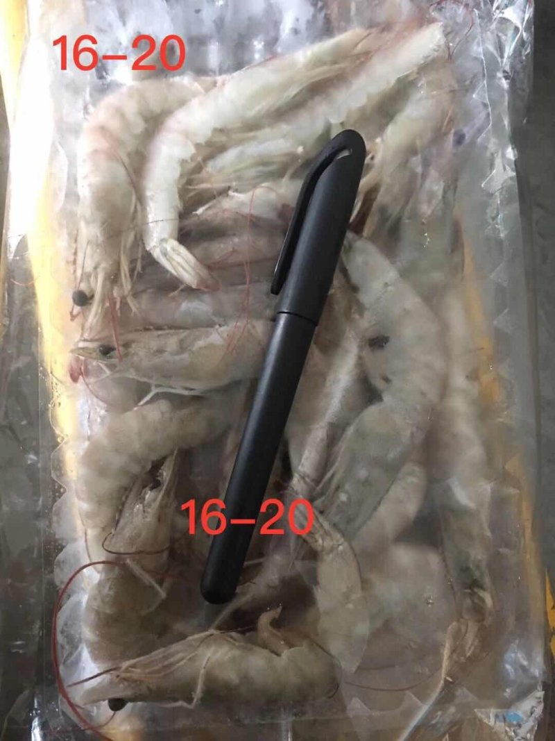 南美对虾