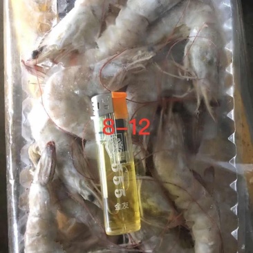 南美对虾