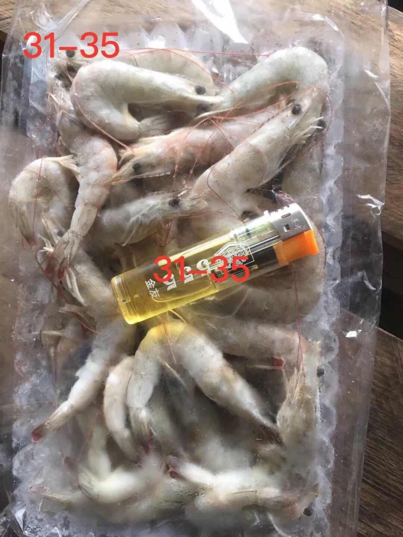 南美对虾