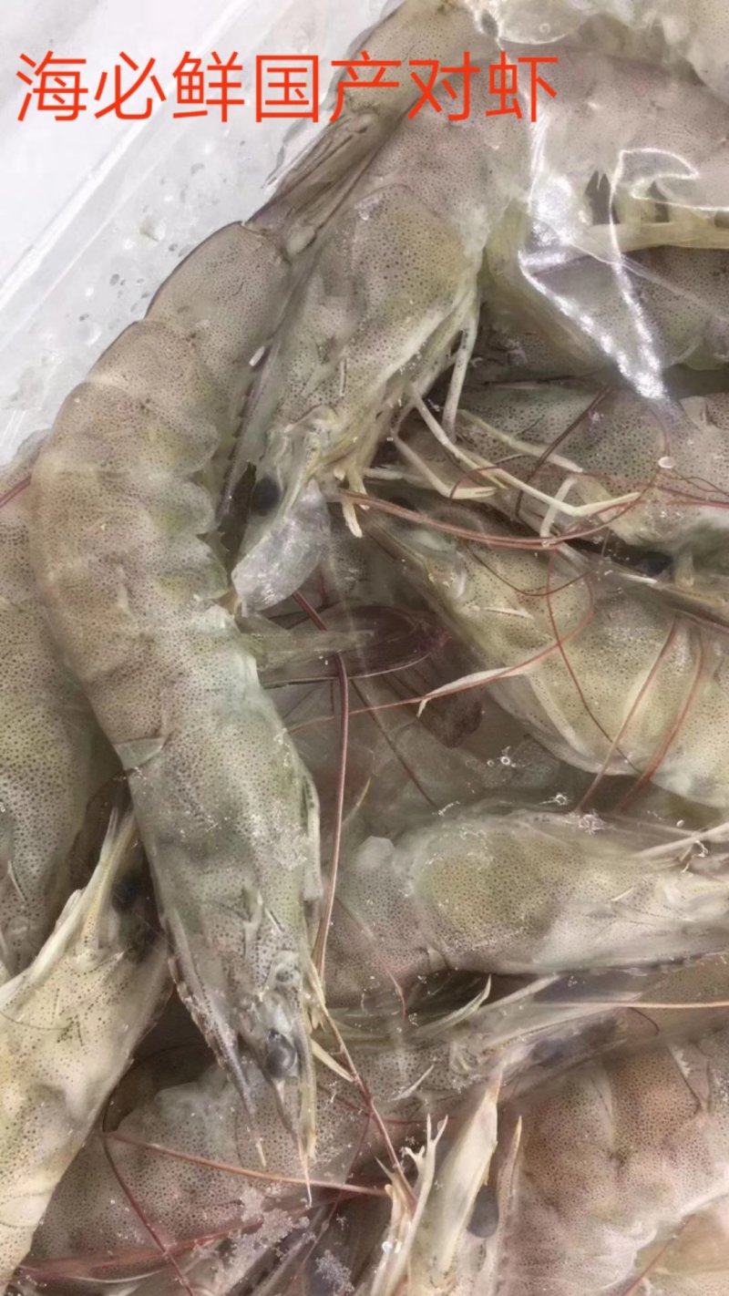 南美对虾