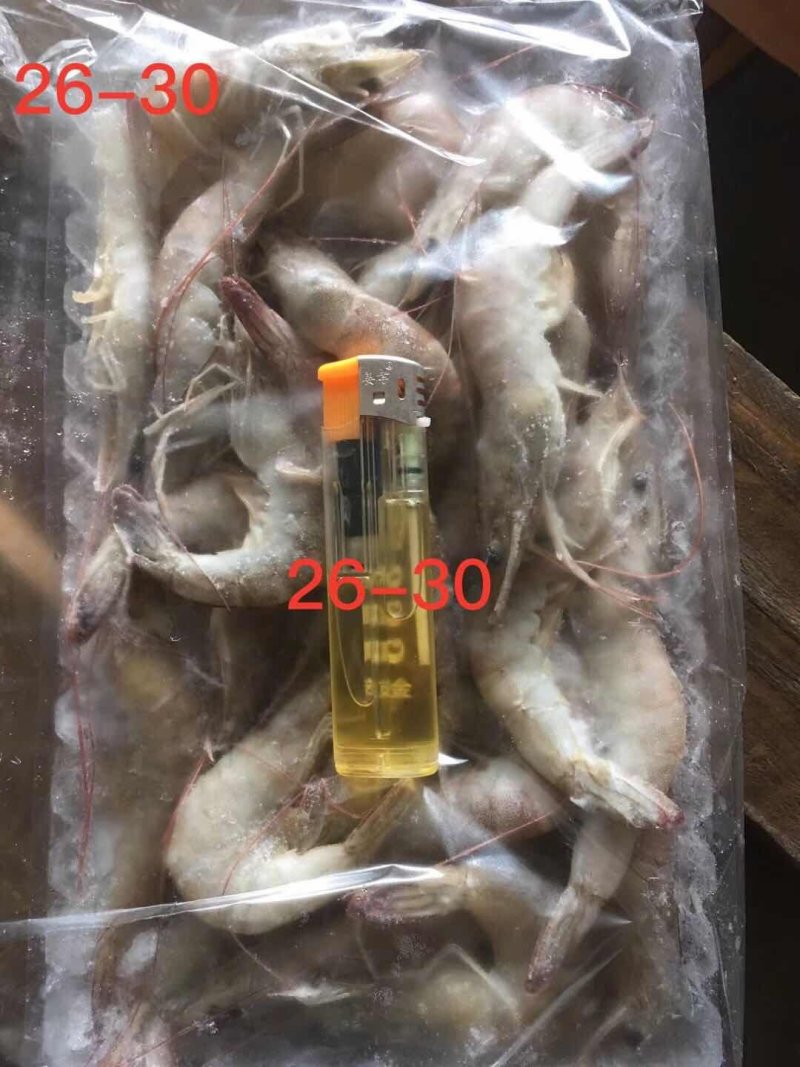 南美对虾