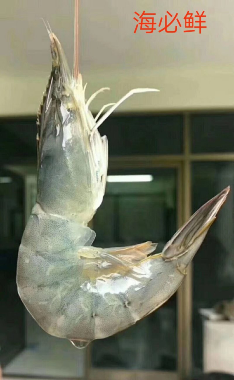南美对虾