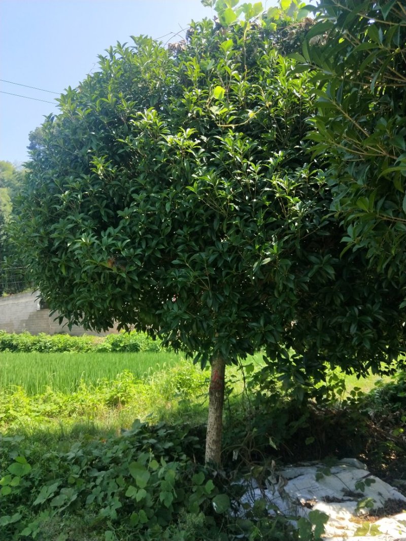 精品桂花树