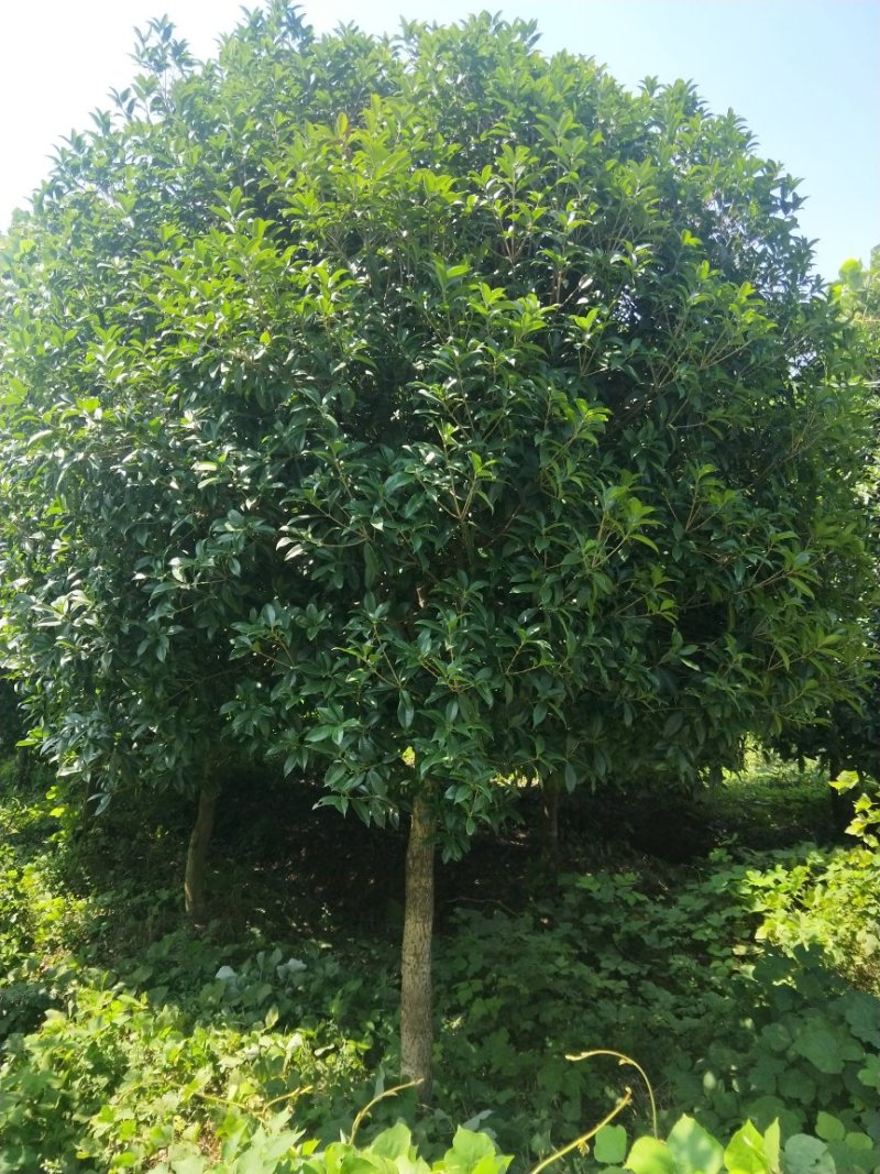 精品桂花树