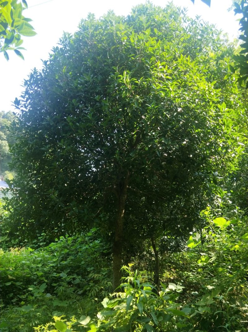 精品桂花树