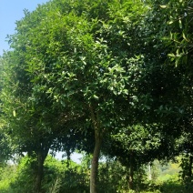 精品桂花树