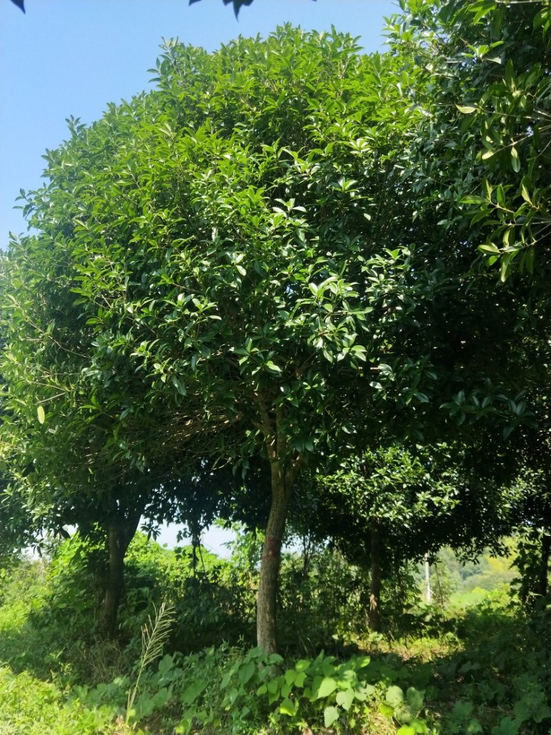 精品桂花树