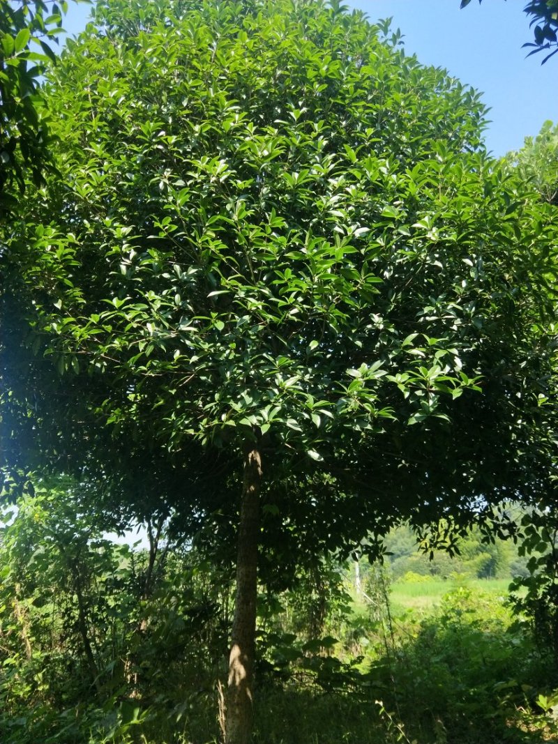 精品桂花树