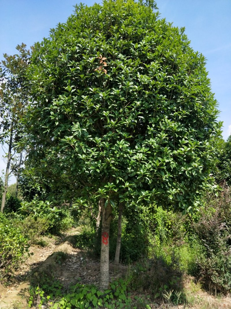【推荐】湖北2.8-3米冠丛生桂花树，一手货源，量大价优