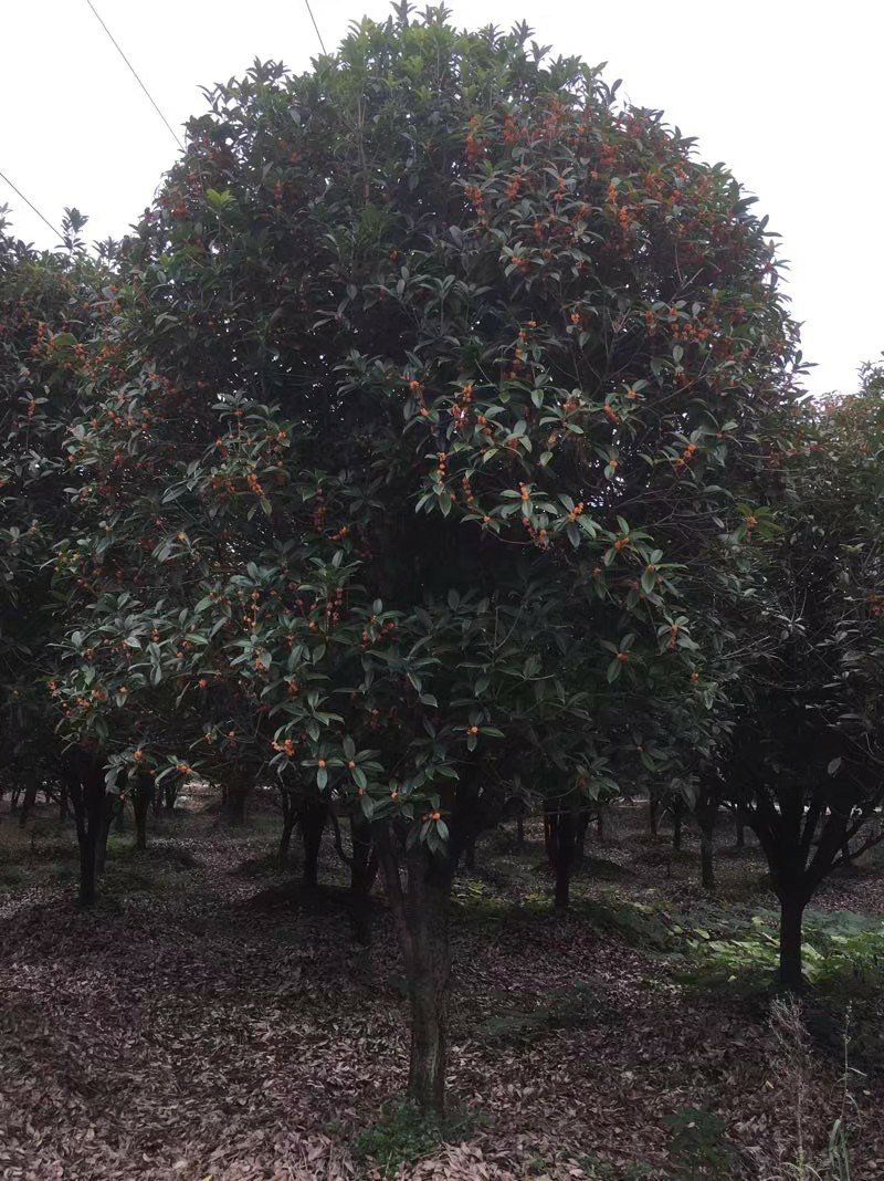 丹桂
