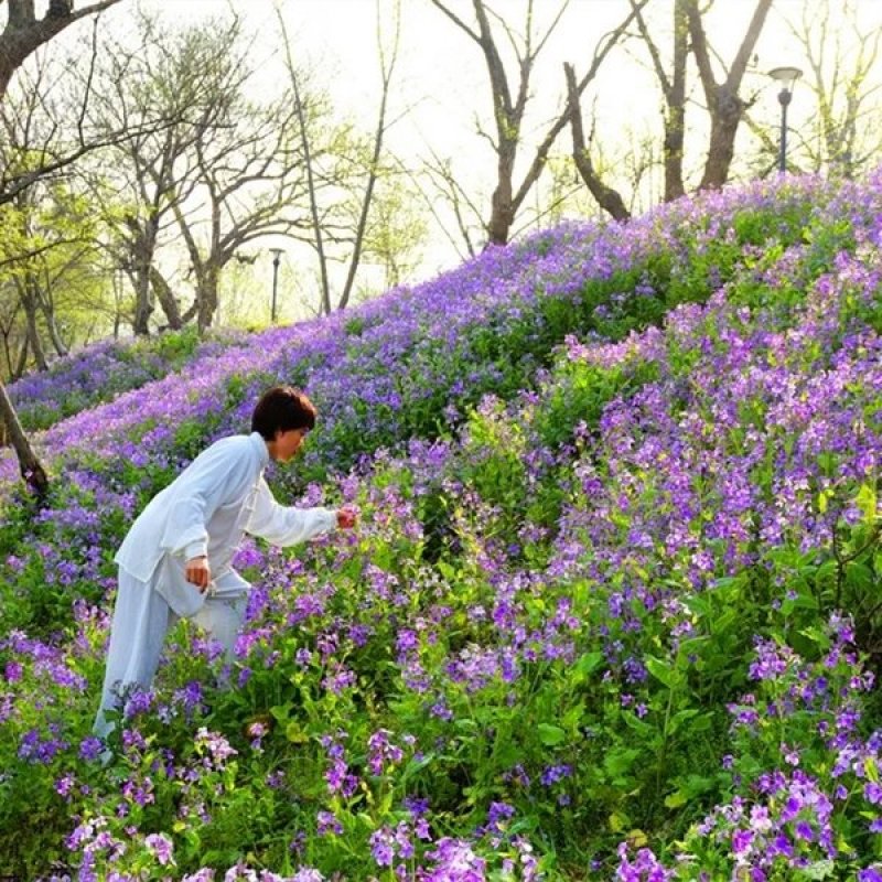 二月兰种子春秋季节播种品种好欢迎选购