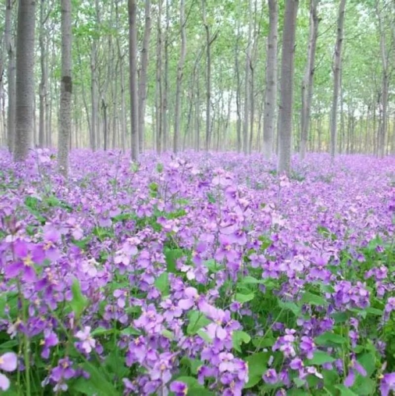二月兰种子春秋季节播种品种好欢迎选购
