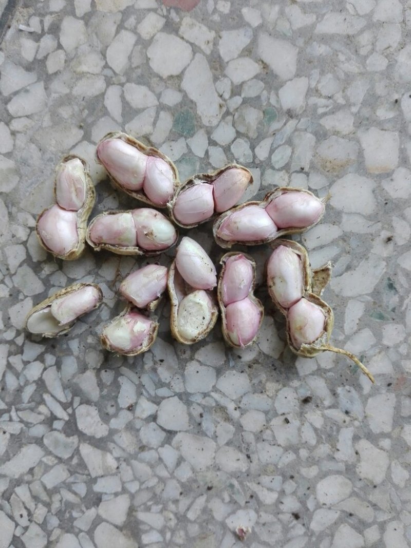 小白沙鲜，口感好吃，品质好，含水份少，质量更好